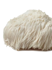 Lion's Mane
